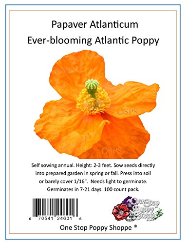100 Poppy Flower Seeds Everblooming Atlanticum Poppies. One Stop Poppy Shoppe Brand.