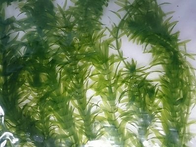 Amazon | 【水草】天然 無農薬 アナカリス 10本＋α （オオカナダモ