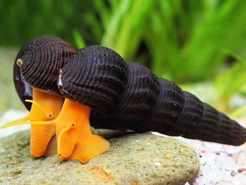CU AQUATICS Orange Poso Rabbit Snail Aquarium Live Snail Fish Algae Eater (1)