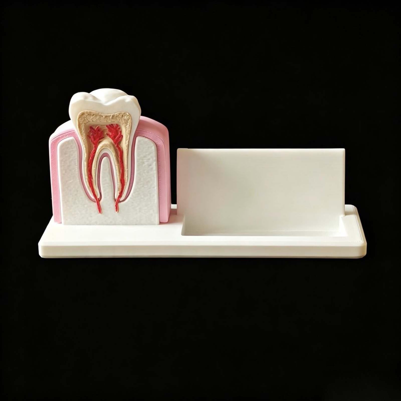 Portatarjetas de Visita de Clínica Dental Modelo de Implante Dental y Conducto Radicular para Hombres y Mujeres Soporte de Escritorio para Nombre Tarjeta Organizador de Tarjetas