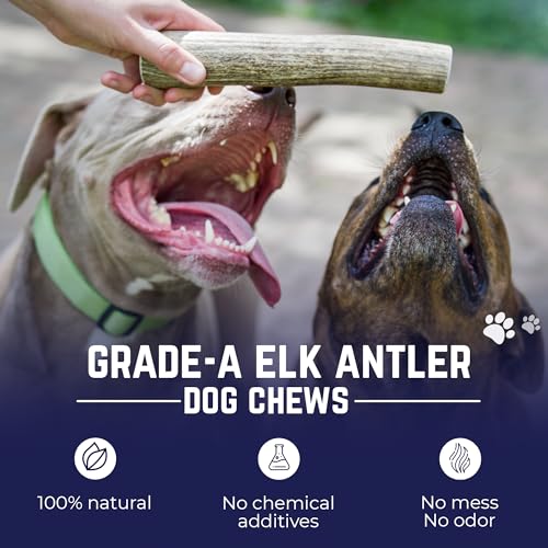 Devil Dog Pet Co - Elk Antler for Dogs Medium - Long Lasting Dog Chew for Aggressive Chewers, Small to Medium Breeds - Naturally Shed Grade A Rocky Mountain Elk, Anxiety & Boredom Relief (15-40 lbs)