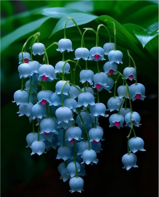 Imperial Lily of The Valley Bulbs in Bulk UK- Hardy Perennial, Timeless Elegance & Breathtaking Blooms - Perfect for Stunning Garden Displays-6 Bulbs-K