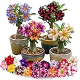 3 Rare Mixed Desert Rose Plants Live, Adenium Desert Rose Random Varieties, Starter 4-7'' Tall, Tropical Flowering Succulent, Indoor Outdoor Spring Planting