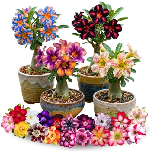 3 Rare Mixed Desert Rose Plants Live Adenium Desert Rose Random Varieties Starter 4-7 Tall Tropical Flowering Succulent Indoor Outdoor Spring Planting