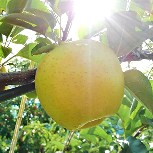 2025年産 青森県産りんご ご家庭用 訳あり ぐんま名月 アップルロード工藤農園 (10kg)