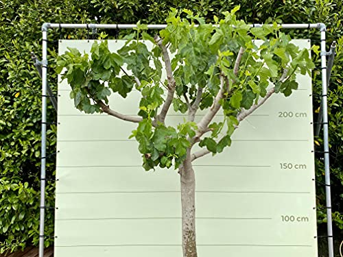 VIJGENBOOM STAMOMVANG 30-40 CM, ZOETE GROENE VIJG. 250 CM - Afbeelding 3