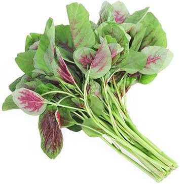 500ct+ Amaranth Seeds for Planting.Chinese Spinach Seeds for Planting. Non GMO Seed for Sprouting,Microgreen,Home Vegetable Garden-Red Leaf Amaranth Veggie Seed-Tricolor