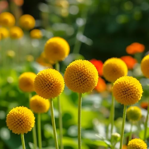 TomorrowSeeds Yellow Billy Button Seeds