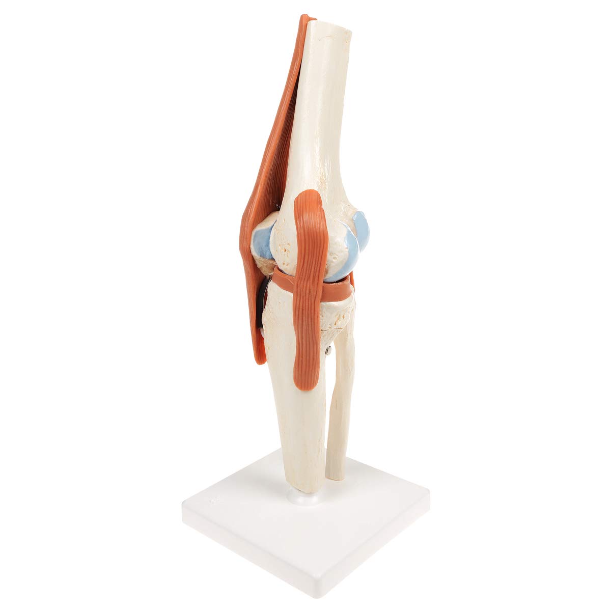3B Scientific A82/1 Modello Funzionale di Lusso dell'Articolazione del Ginocchio + software gratuito di anatomia - 3B Smart Anatomy