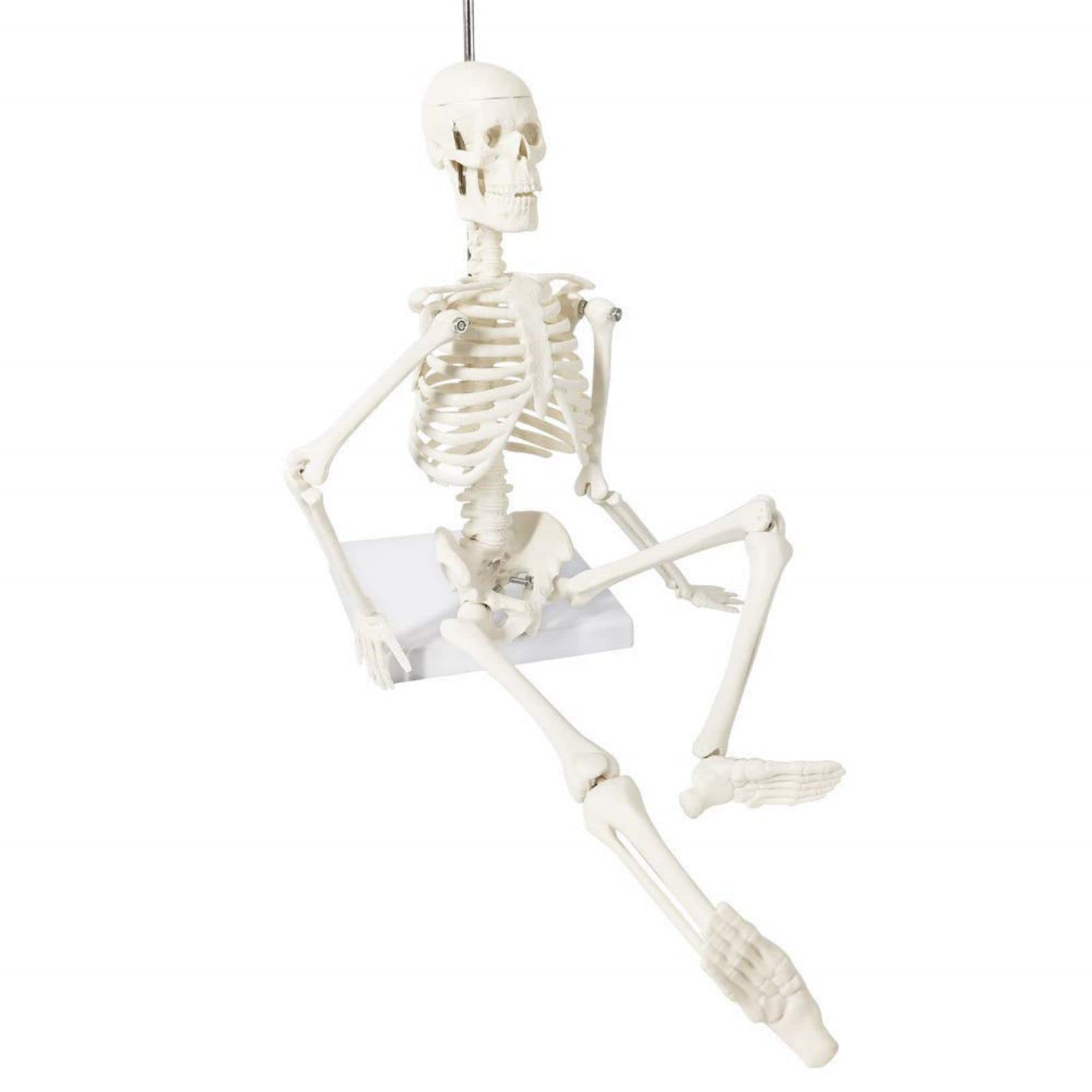 Modelo de esqueleto humano mini para anatomía, 45 cm de cuerpo entero, modelo de esqueleto humano y brazos y piernas móviles a base de plástico para enseñanza médica, aprendizaje, educación,