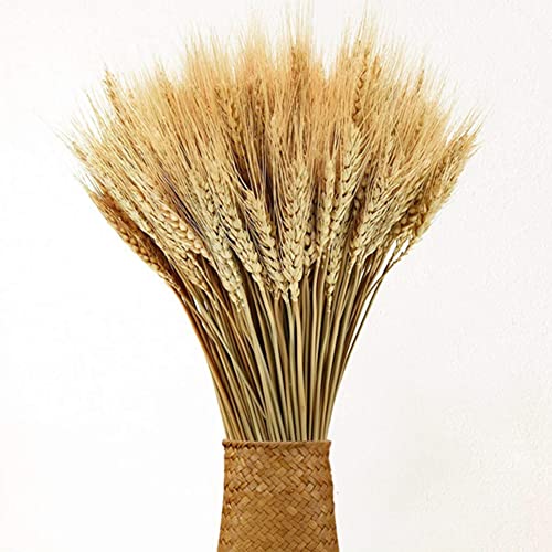 100PCS Natural Dried Wheat Stalks Decor for Wedding Home Office Table Kitchen Decoration(15.7 Inches) (Primary Color)