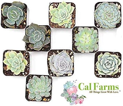 CAL Farms 2” Rosettes Succulents - for Weddings, Private Parties, Gifts, Party Favors, Gardening and Special Events (Pack of 9)