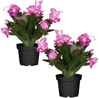 Duo de Cactus de la Navidad de Color Rosa | DECOALIVE | Pack 2 Plantas | Plantas de Navidad Naturales