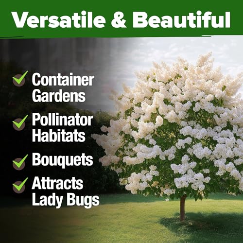 Image of HOME GROWN 53 White Lilac Flower Seeds Non-GMO, Heirloom Tree Seeds for Planting, Fragrant Flowering Tree Seeds for Landscaping, Pollinator Gardens, and Ornamental Borders (Syringa reticulata)