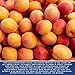 Traina Home Grown California Sun Dried Ruby Royal Apricot Halves - SEASONAL/LIMITED - Healthy, No Sugar Added, Non GMO, Gluten Free, Kosher Certified, Vegan, Packed in Resealable Pouch (2 lbs)