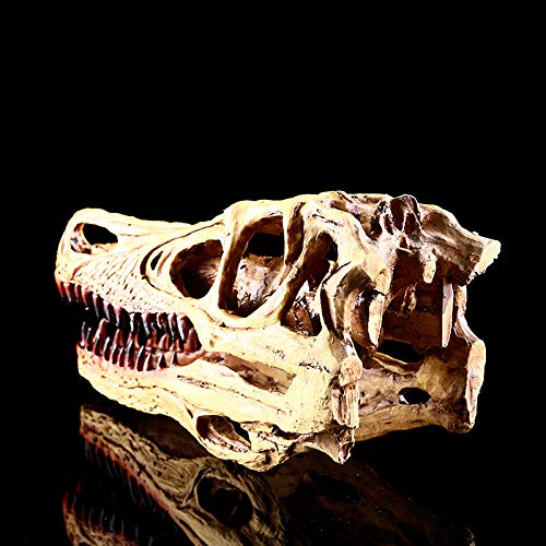 VOANZO Resin Velociraptor Skull Model Replica, Dinosaur Tooth Skull Fossil, Photography Props Teaching Tool Home Ornament - Image 4