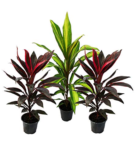 Exotenherz - 3er Set Cordyline fruticosa, Keulenlilie 12cm Topf