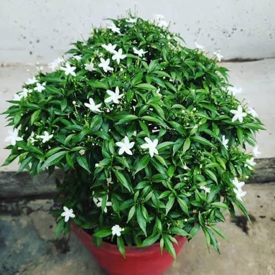 V K GLOBAL Live Mini Chandni Jasmine Plant I White Colour Flower Plant I This Plant Beauti Of Your Garden.