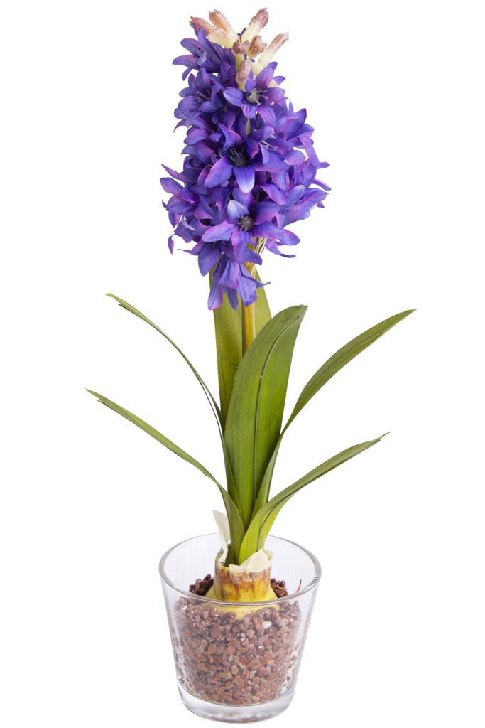 Amazon.de: Botanic-Haus knstliche Frhlingsblume Hyazinthe auf Zwiebel mit  Blttern im Glas Farbe: lila