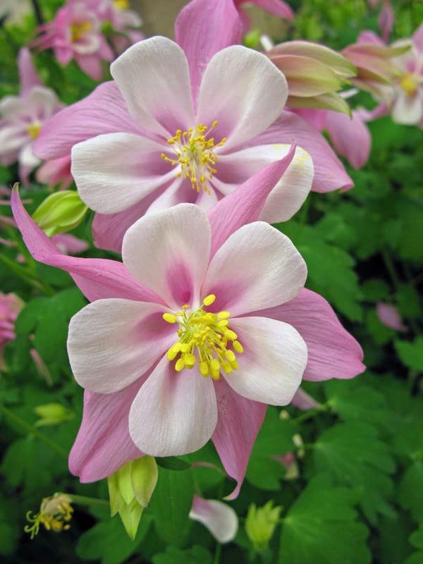 Ritz Farming columbine flower seeds| columbine lite pink with white flower Seeds for Home pots | all Season Flowering Seeds for Home And Kitchen Gardening pack of 20-30 seeds (B0C33TQWRB) Amazon Price History, Amazon Price Tracker