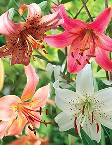 Radha Krishna Agriculture™ Imported Excellent Quality Asiatic lily Flower Bulbs for Home Outdoor Gardening Plants Flowering Bulbs (Pack Of 2) (B098K11VY4) Amazon Price History, Amazon Price Tracker