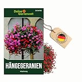 Hängegeranien Mischung Samen - Pelargonium peltatum...