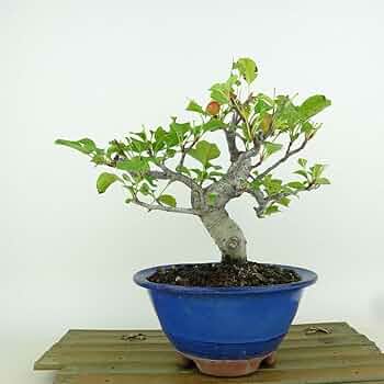 盆栽 富士りんご 樹高72cm 盆栽 富士りんご 樹高72cm リンゴ 選抜富士