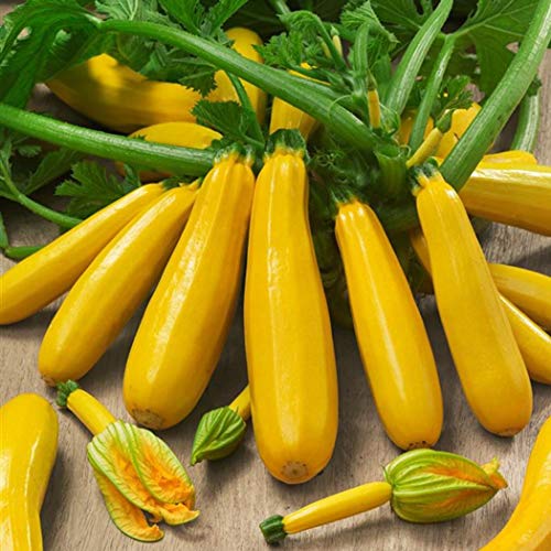 Kisshes Seedhouse - 10pcs rare jaune Courgette Bio Graine legumes graines, poussent vigoureusement, résistante aux maladies, savoureuse jardin potageres bio semence