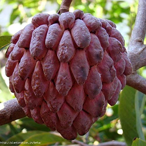 Mphmi Plants Custard Apple plant Red(Grafted) - Fruit Plants & Tree Outdoor Living Indoor Plants (B0918CFZS7) Amazon Price History, Amazon Price Tracker