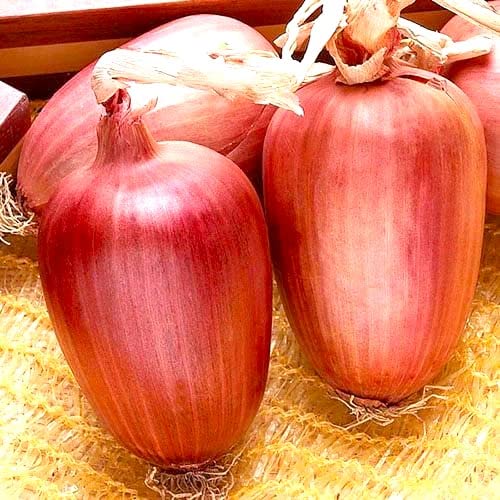 Cebolla italiana grande Ramata di Milano Rossa Alrededor de 300 semillas