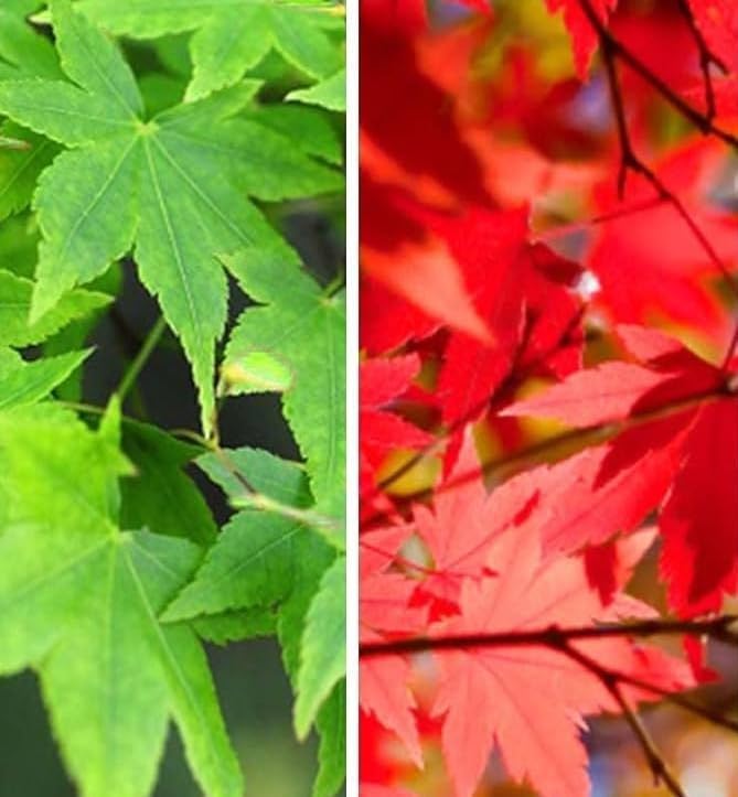 Acero rosso giapponese "Acero palmatum Momiji" pianta in vaso ø18 h 170/200 cm Vivaio di Castelletto