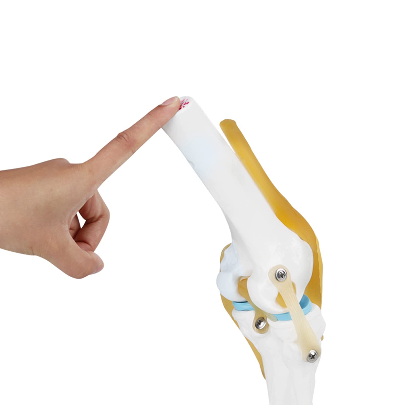 SALALIS Knee Joint Model, Life Size Knee Joint Model, Anatomical Study, Functional Correct for Amateur