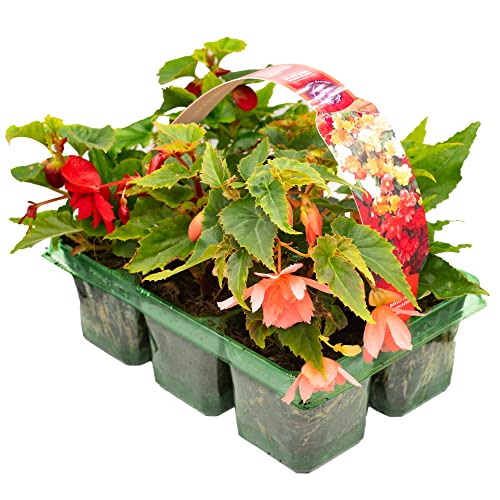 Begonia Trailing Mixed | Colourful Summer Flowering Plants | Hardy Garden Ready Hanging Basket Plant Collection (6 Pack)