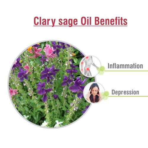 Image of Crysalis Clary Sage (Salvia sclarea) Oil - 0.51 Fl Oz (15ml)
