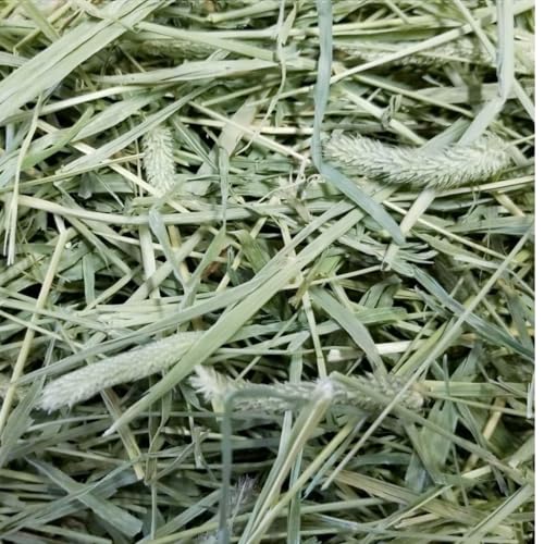 Image of Timothy Hay for Rabbits, Guinea Pigs and Hamsters for All Life Stages | 100% Natural | HIGH Fiber Food (500 Grams)