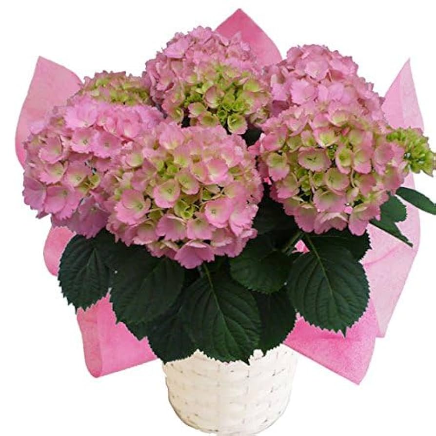 Amazon｜あじさい 早咲4月発送 さかもと園芸 達人のあじさい