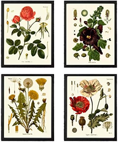 Hermoso arte botánico de pared para decoración del hogar, juego de 4 impresiones antiguas y hermosas rosas rojas amapola grande negro Hollyhock