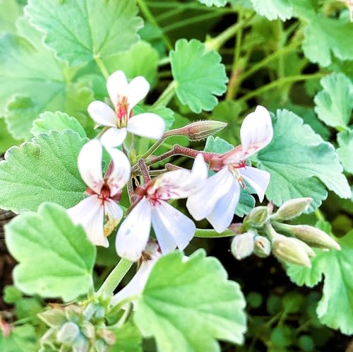 Live Scented Geranium Tutti Fruity Nutmeg Scented Geranium Plant Perannual Dwarf Ground Climbing with Cute Pinky White Flowers Live Rooted in a 3.5 Inches Pot