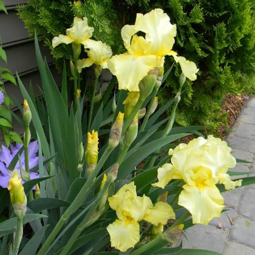 bulbi iris balcone di perenni, resistenti all'inverno interni riverdimento tetti resistenti decorazione 10pcs