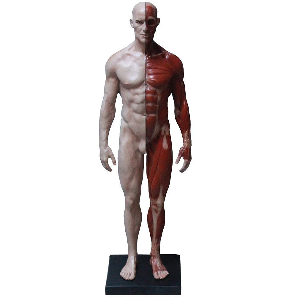 Modello educativo Figura Anatomia del Corpo Umano Modello muscoloscheletrico Anatomico Figura del Corpo Anatomia Maschile