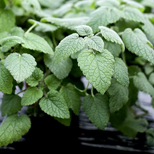 Lemon Balm Seeds Melissa officinalis Bee Balm Hardy Perennial Aromatic Foliage White Blooms Attract Pollinators Easy to Grow Your Own Edible Garden Herbs (Approx. 500 Seeds) by Thompson and Morgan