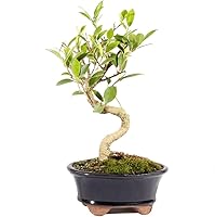 Vista 8 de Brussel's Bonsai - Árbol bonsái para interiores, M