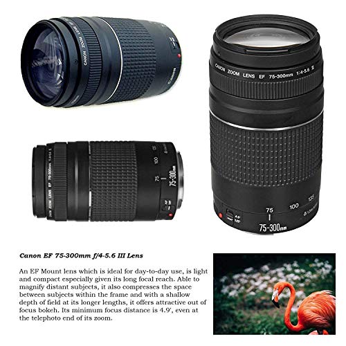 Cámara DSLR Canon EOS Rebel SL2 con lentes y accesorios miniatura 4