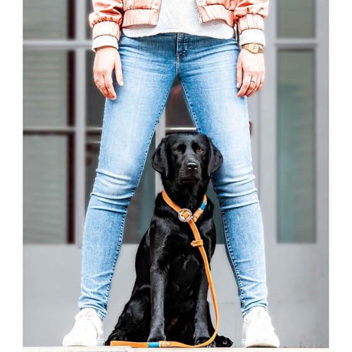 Retrieverleine Leder 20 mm in Braun | Burnt Amber | Moxon-Leine mit außergewöhnlichem Horn-Zugstopp | robuste und edle Hundeleine aus hochwertigem Fettleder mit integrierter Halsung - 230 cm