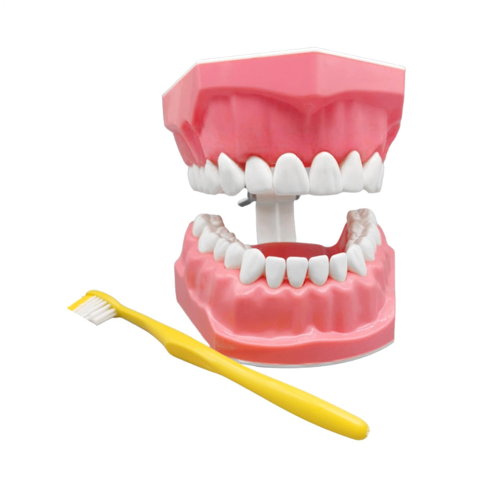 Modello di denti per bambini, modello di dente educativo con spazzolino da denti per lo studio | Materiali educativi, forniture per lo studio della bocca per adolescenti, amici, uomini, figli