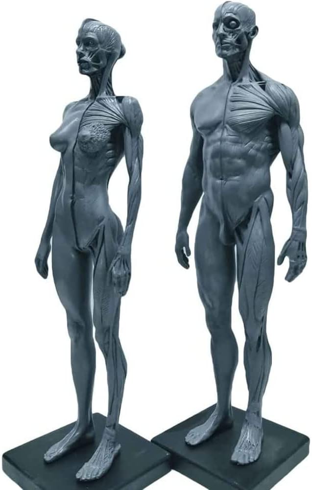 11.8 Inch Male&Female Human Anatomy Figure Skin Model Lab Supplies, Human Muscle Skeleton Anatomical Model, Art Anatomical Figure, Anatomical Reference for Artists, School Study and Teaching