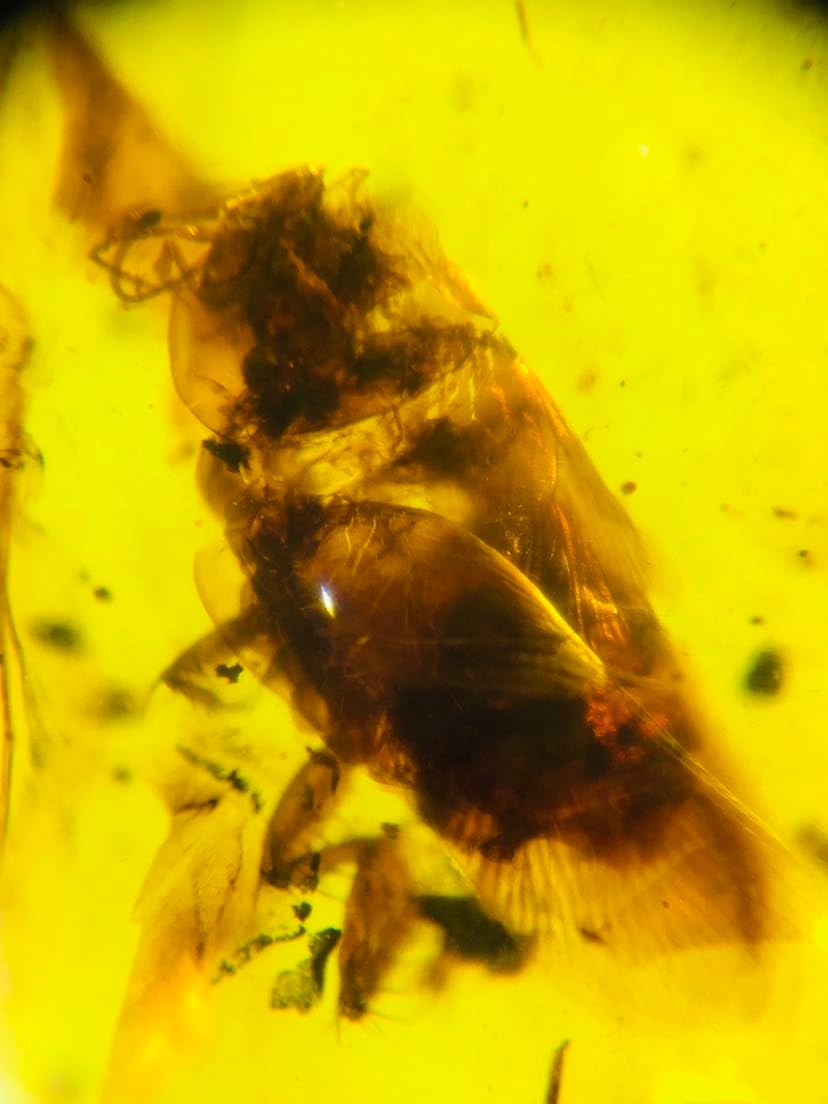 Burmese burmite Cretaceous Cockroach Insect Fossil Amber Myanmar