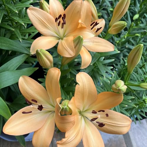 2zwiebeln lilien, lilium brownii, herbstblumen, frühlingsblumen lilienzwiebeln blumenzwiebeln, balkon exotische blumenstrauß gartenblumen