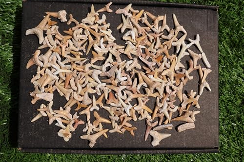 Image of Great Collection of Shark Teeth Fossil Shark Teeth Fossils for Kids Fossils from Morocco A248