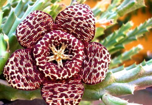 Portal Cool Samen Paket: 5 Orbea Variegata Semi Samen Korn Samen Huernia a  In Duval : Amazon.de: Garten